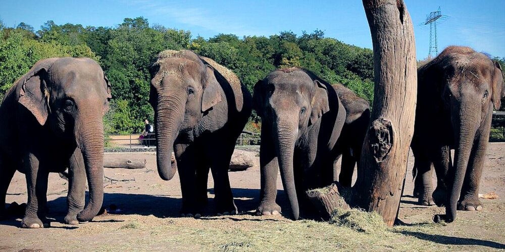 ZOO LEIPZIG, LEIPZIG